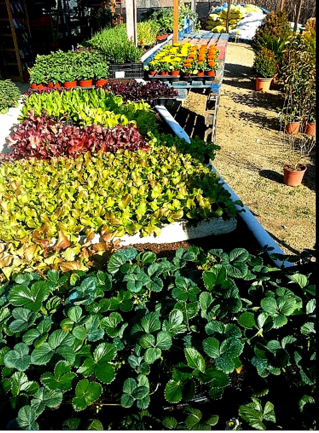 Venta de adobs, substrats, arbres fruiters, ornamentals i plantes de temporada